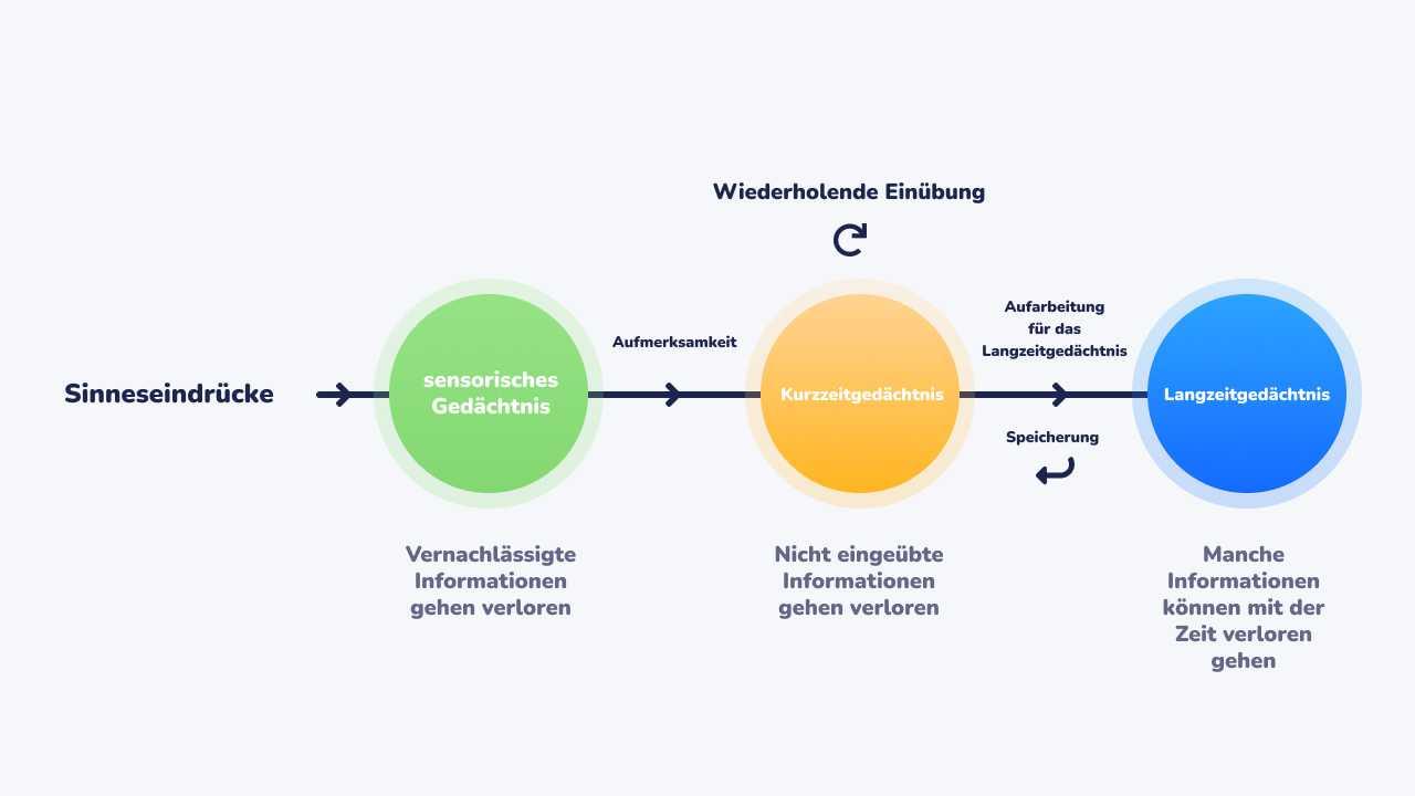 Der Prozess vom Kurzzeit- zum Langzeitgedächtnis